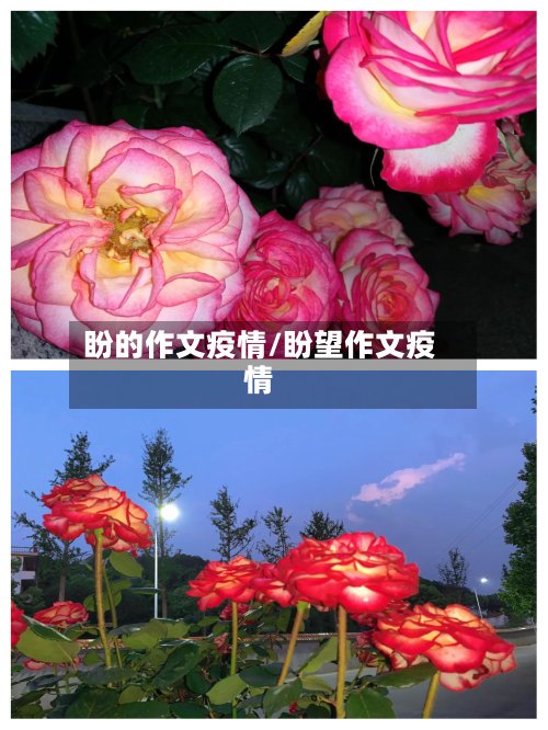 盼的作文疫情/盼望作文疫情-第1张图片