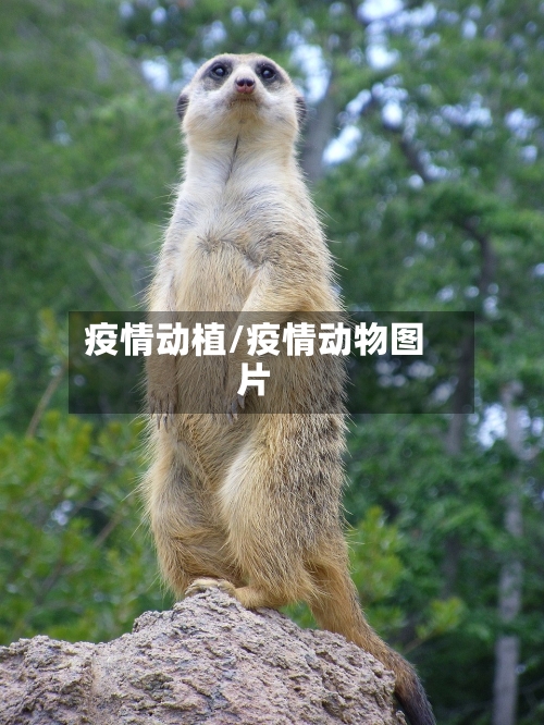 疫情动植/疫情动物图片-第1张图片
