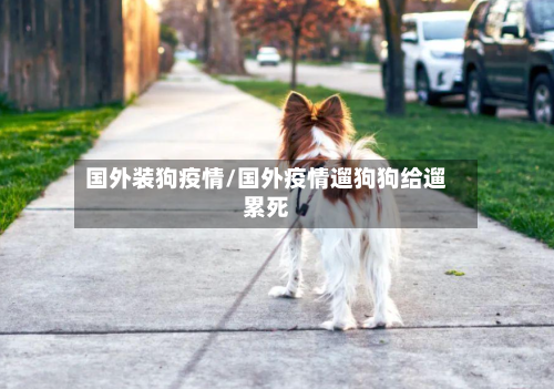 国外装狗疫情/国外疫情遛狗狗给遛累死-第1张图片