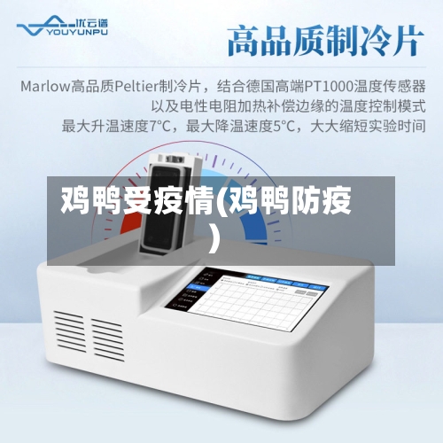 鸡鸭受疫情(鸡鸭防疫)-第3张图片