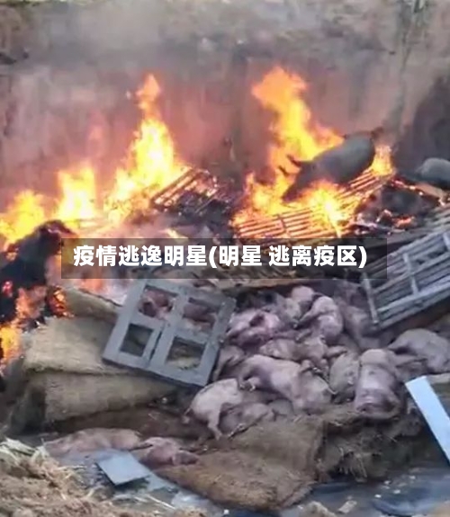 疫情逃逸明星(明星 逃离疫区)-第2张图片